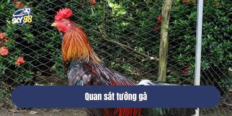 Quan sát tướng gà