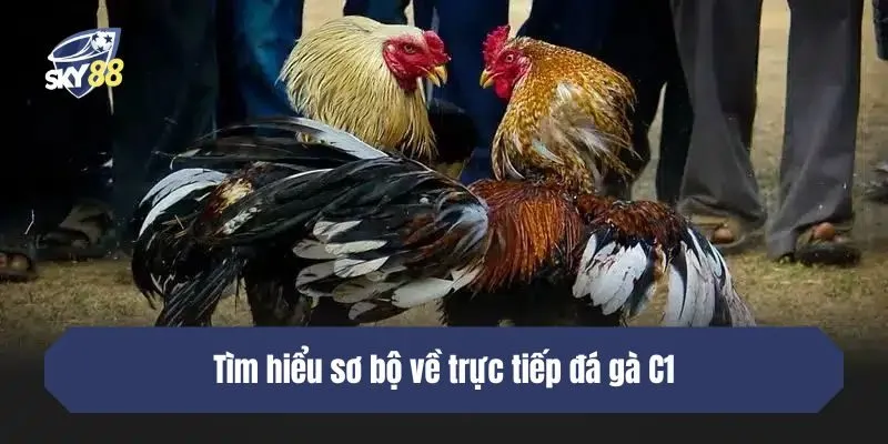 Tìm hiểu sơ bộ về trực tiếp đá gà C1